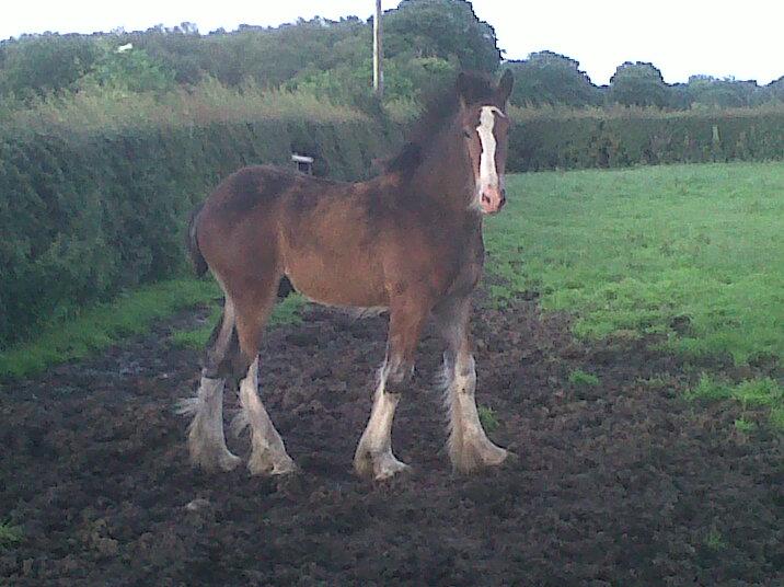 Shire Horse Colt Foal For Sale